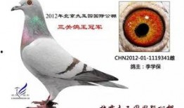 李诞最新爆料信鸽视频