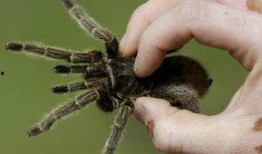 岩浆毒蛛在线观看,在线惊悚探险之旅