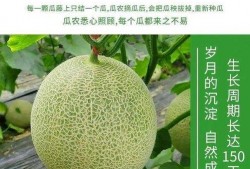 网红甜甜吃蜜瓜