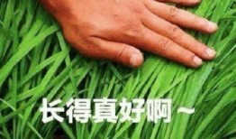爆料假割韭菜视频大全集,假割韭菜视频大全集深度剖析