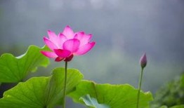 荷花明星爆料视频大全,视频大全揭秘幕后故事