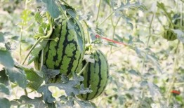 吃瓜大合集网红,网红圈的那些事儿