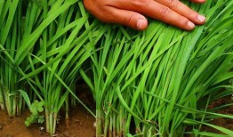 爆料假割韭菜视频大全集,假割韭菜视频大全集深度剖析