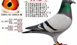 李诞最新爆料信鸽视频