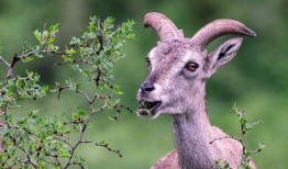 肥羊卷儿爆料原视频
