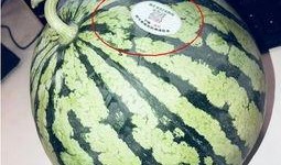 景点吃瓜网红,网红打卡，探寻景点美食新风尚