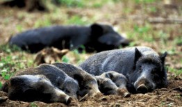 达州野猪爆料事件视频播放,真相与谣言的较量