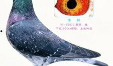 李诞最新爆料信鸽视频