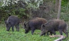 达州野猪爆料事件视频播放,真相与谣言的较量