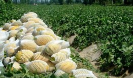 瓜州在哪里免费吃瓜,免费瓜果盛宴，畅享瓜乡清凉时光