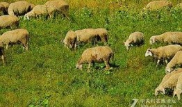 肥羊卷儿爆料原视频