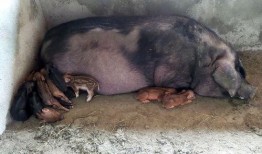 达州野猪爆料事件视频播放,真相与谣言的较量