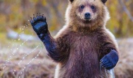 网红小熊吃瓜视频在线观看,萌态百出引网友热议