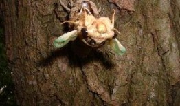 金蝉脱壳高清在线观看,惊险刺激的越狱传奇！