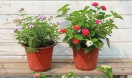 诸暨爆料媒体曝光视频最新,最新曝光视频揭露惊人真相